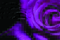 Tapeta Fialová ruža - KV 0145