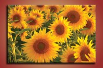 Slnečnice - KV 0146