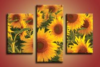 Slnečnice - KV 0146