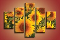 Slnečnice - KV 0146