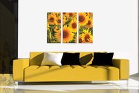 Slnečnice - KV 0146