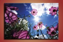 Fialové kvety - KV 0150