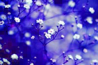 Biele kvietočky - KV 0154