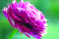 Ružový kvet - KV 0155