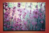 Fialové kvietky - KV 0168