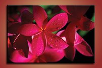 Ružové kvety - KV 0184