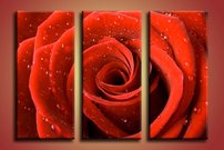 Červená ruža - KV 0004