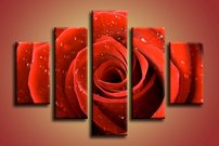 Červená ruža - KV 0004