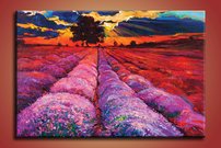 Levanduľové pole - MA 0023