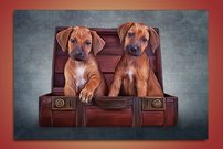 obraz na stenu steniatka 2