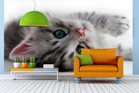 Tapeta ZR 0020 - Mačiatko