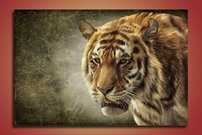 obraz na stenu bengalsky tiger 2