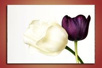 obraz na stenu kvety dva tulipány 1 dielne
