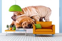 Tapeta ZR 0019 - Buldogy