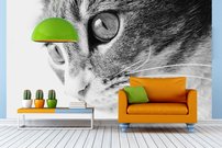 Tapeta ZR 014 - Mačka