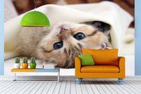 Tapeta ZR 0151 - Mačiatko