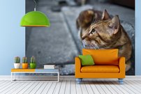 Tapeta Kocúr - ZR 0119