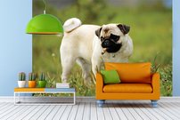 Tapeta Buldog - ZR 0115