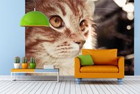 Tapeta Mačka - ZR 0116