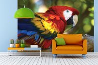 Tapeta Papagáj - ZR 0117