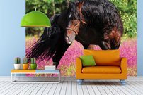 Tapeta Kôň - ZR 0118