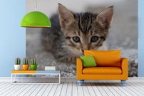 Tapeta Mačiatko - ZR 0122