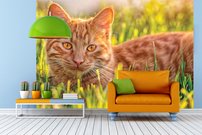 Tapeta Kocúr - ZR 0123