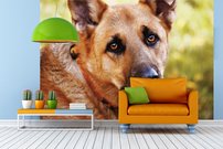 Tapeta Pes - ZR 0124