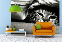 Tapeta Mačka - ZR 0134