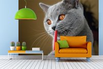 Tapeta Kocúr - ZR 0135