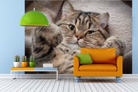 Tapeta Mačka - ZR 0114