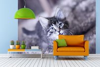 Tapeta Mačiatko - ZR 0110