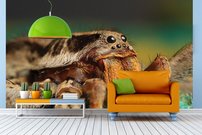 Tapeta ZR 0141 - Pavúk