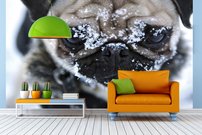 Tapeta ZR 0143 - Buldog