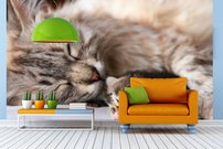 Tapeta ZR 0144 - Mačičky