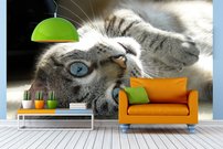 Tapeta ZR 0146 - Kocúr