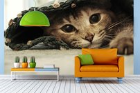 Tapeta ZR 0147 - Mačka