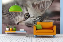 Tapeta ZR 0149 - Mačka