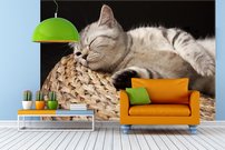 Tapeta Mačka - ZR 0072