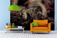 Tapeta Mačka - ZR 0076