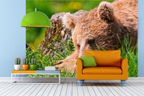 Tapeta Medveď - ZR 0075