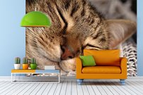 Tapeta Mačka -ZR 0081