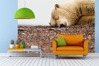Tapeta Biely medveď - ZR 0080