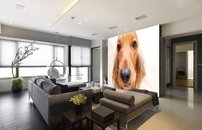 Tapeta ZR 0142 - Psík