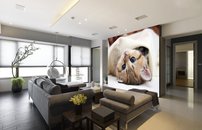 Tapeta ZR 0151 - Mačiatko