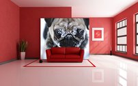 Tapeta ZR 0143 - Buldog
