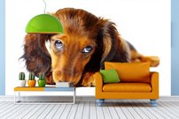 Tapeta ZR 0006 - Psík