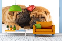 Tapeta ZR 0033 - Buldogy