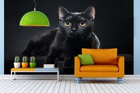Tapeta Čierna mačka - ZR 0055