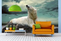 Tapeta ZR 0048 - Biely medveď